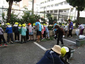 いもほりたいけん、コキア