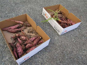 いもほりたいけん、コキア