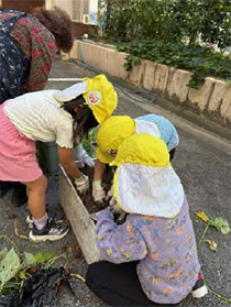 いもほりたいけん、コキア