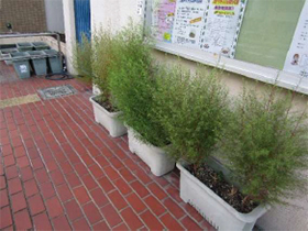 いもほりたいけん、コキア